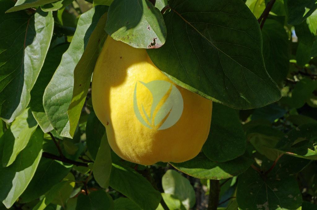 Arbres fruitiers au Maroc - Vente et Livraison a casablanca, rabat