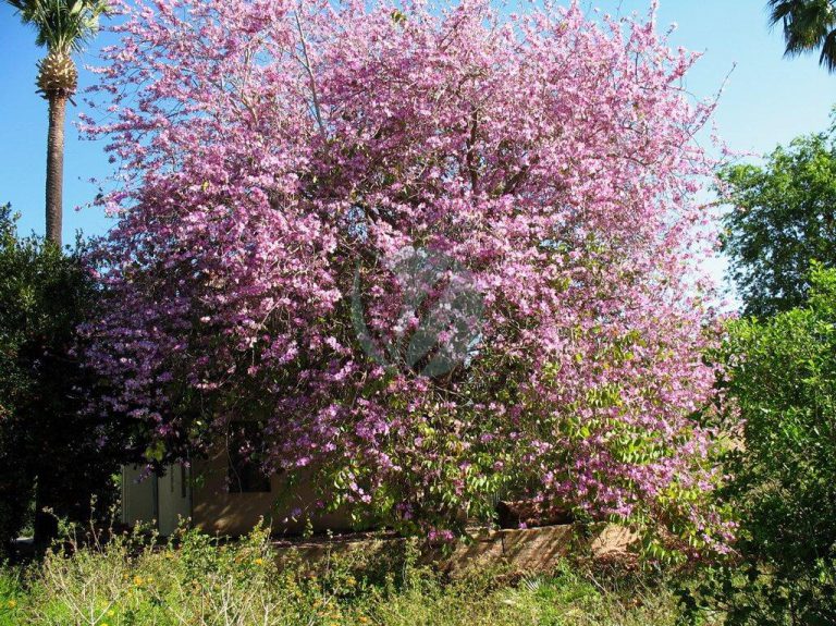 Bauhinia variegata (arbre aux orchidées) Clorofila