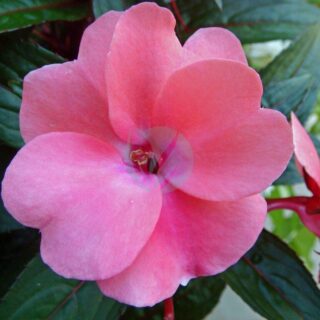 3744051676_0f2af5808a_b.jpg