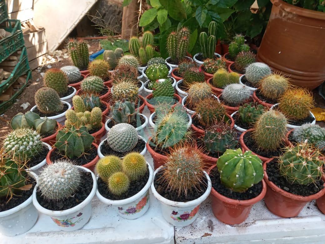 Cactus : les variétés et les conditions de plantation au jardin