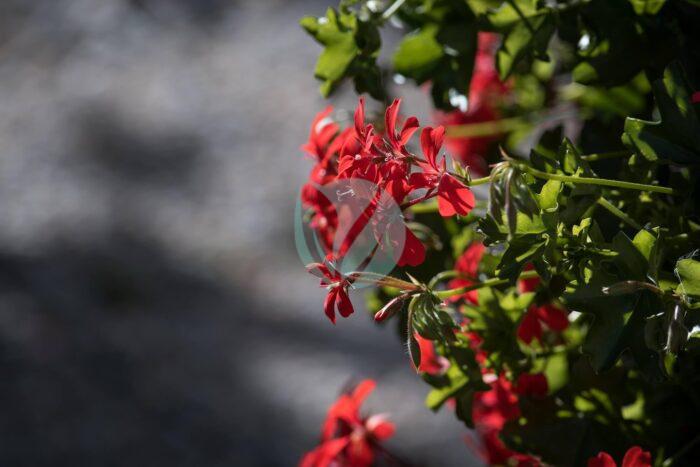 Geranium – Image 2