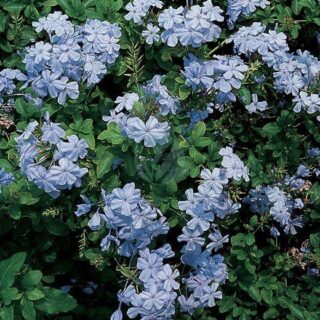 8t612_plumbago_capens_cer_1.jpg