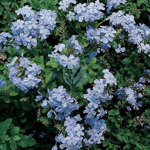t plumbago capens cer