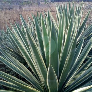 A006_Agave_Angustifolia_Marginata_-_Flickr_-_Juan_Ignacio_1976.jpg