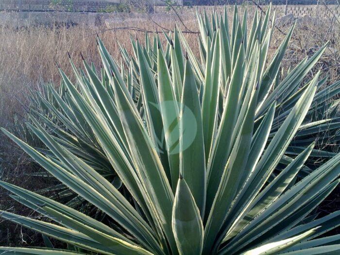 A Agave Angustifolia Marginata Flickr Juan Ignacio