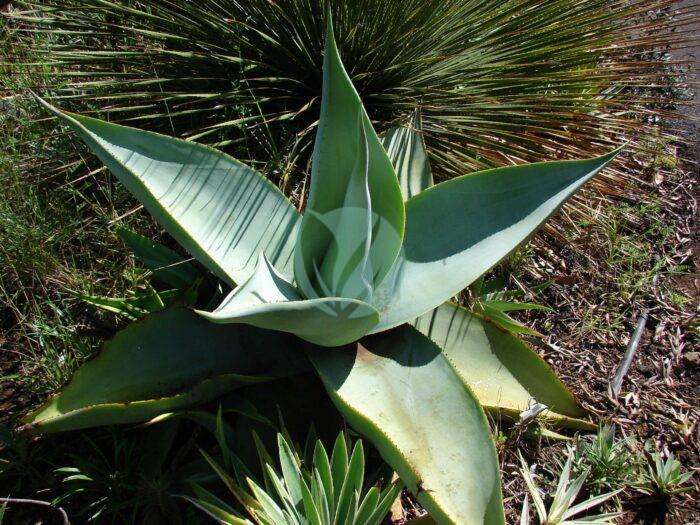 A agave geminiflora Flickr Juan Ignacio scaled