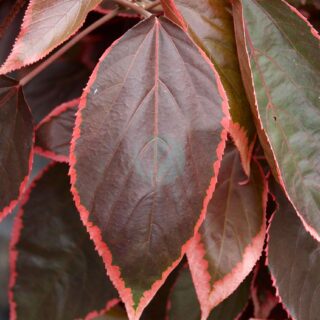 Acalypha_wilkesiana_B-scaled-1.jpg