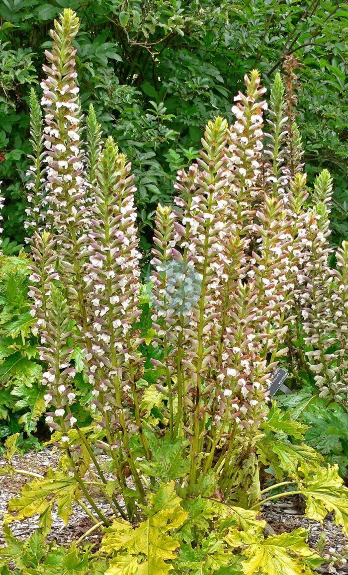 Acanthus mollis