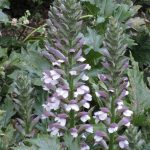 Acanthus mollis spike pair Erice