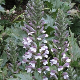 Acanthus_mollis_spike_pair_Erice.jpg