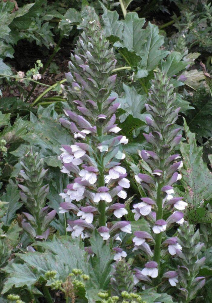 Acanthus mollis spike pair Erice