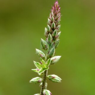 Achyranthes_aspera_at_Kadavoor.jpg