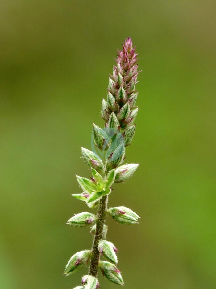 Achyranthes aspera at Kadavoor