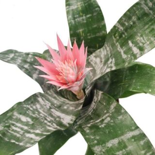 Aechmea-maroc.jpeg