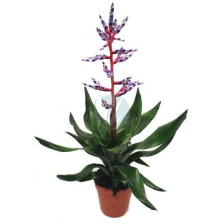 Aechmea-maroc-clorofila.jpeg