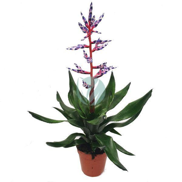 Aechmea maroc clorofila