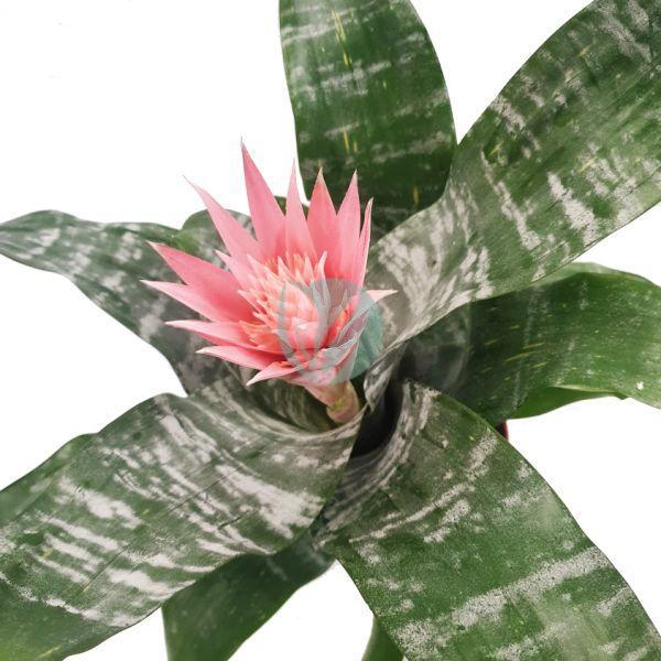 Aechmea maroc