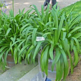 Agapanthus_africanus_leaves.jpg