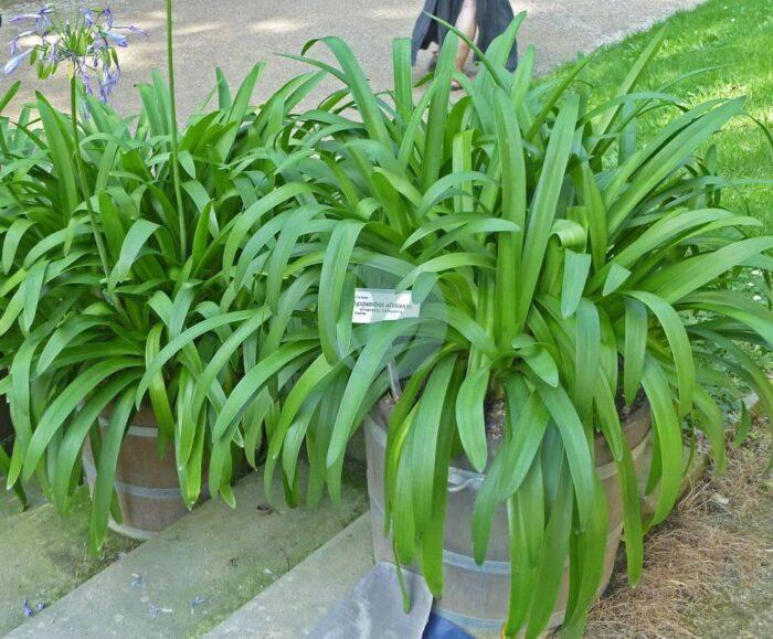 Agapanthus africanus leaves