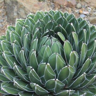 Agave-Victoria-reginae-maroc.jpeg