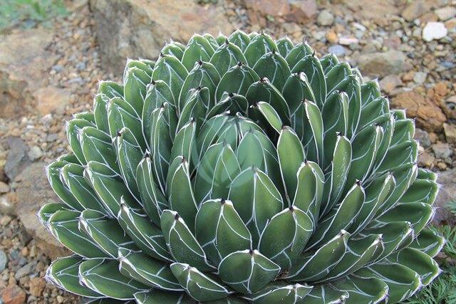 Agave Victoria reginae maroc