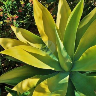 Agave-attenuata-maroc.jpeg