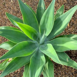 Agave-attenuata-maroc-clorofila.jpeg