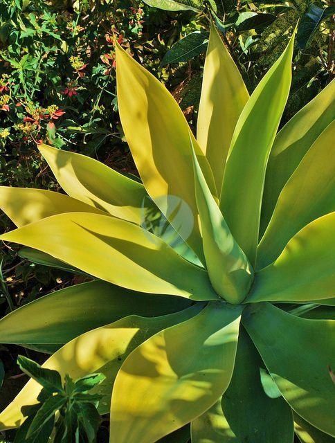 Agave attenuata maroc