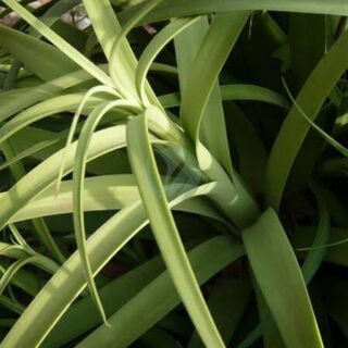 Agave-bracteosa.jpg