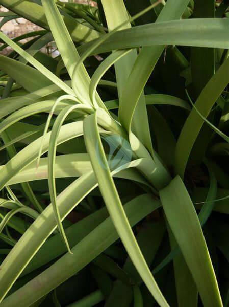 Agave bracteosa