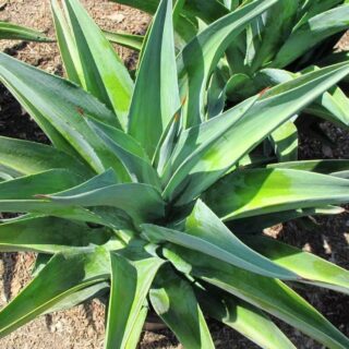 Agave-desmettiana-maroc-clorofila.jpg