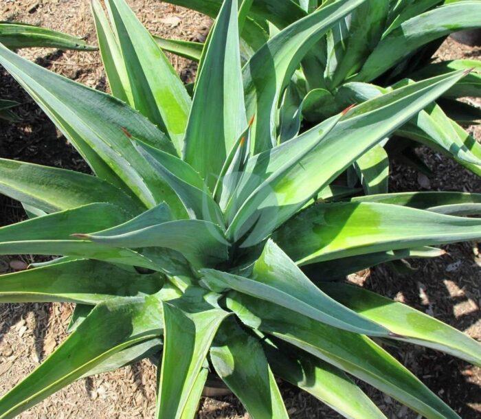 Agave desmettiana maroc clorofila