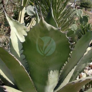 Agave-salmiana-maroc.jpeg