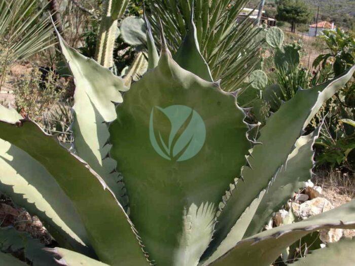 Agave salmiana maroc