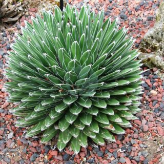 Agave-victoriae-reginae-maroc-clorofila-scaled-1.jpeg