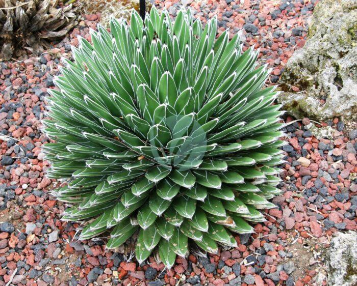 Agave victoriae reginae maroc clorofila scaled