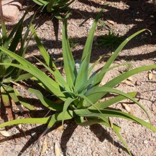 Agave_bracteosa.jpg