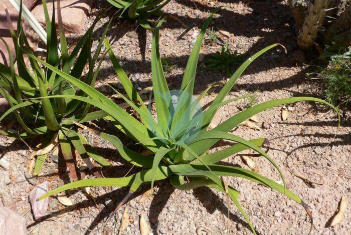 Agave bracteosa