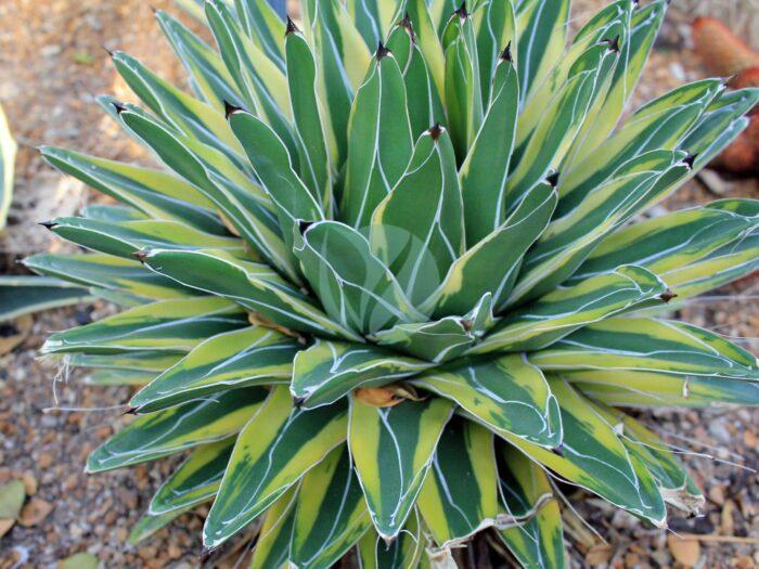 Agave ferdinandi regis variegated scaled