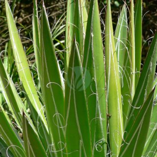 Agave_filifera_3.jpg