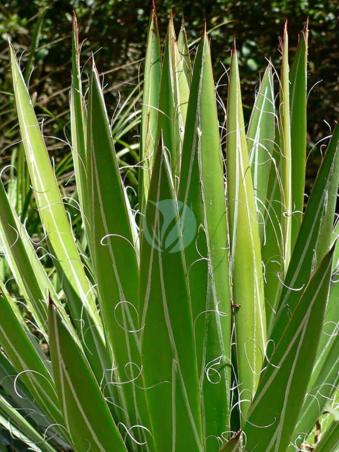 Agave filifera