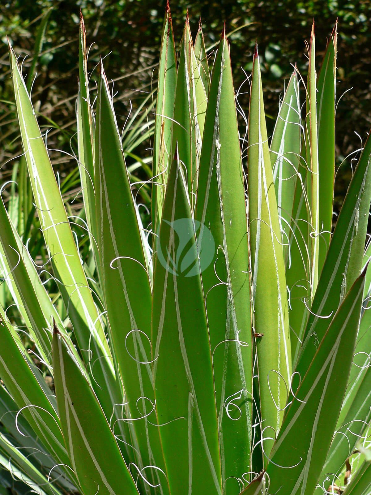 Billes d'argile naturelles pour paillage et drainage - Plantopia Maroc