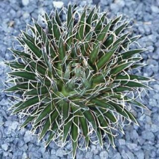 Agave_multifilifera.jpg