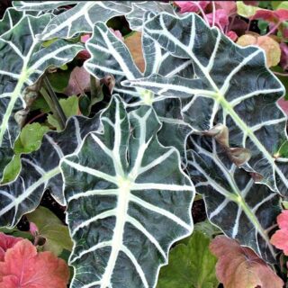 Alocasia-polly-clorofila.jpeg