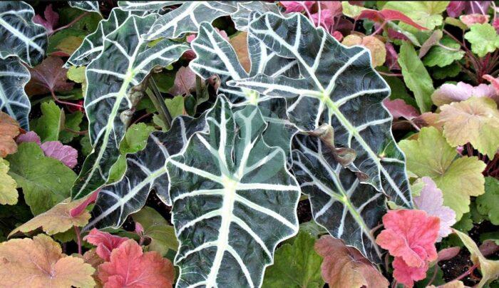 Alocasia polly clorofila