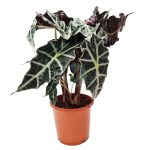 Alocasia polly maroc clorofila