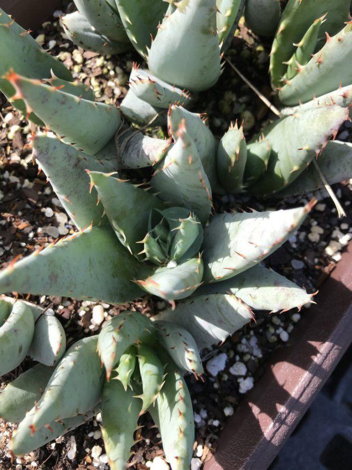 Aloe peglerae maroc clorofila