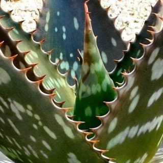 Aloe-saponaria-clorofila-maroc.jpg