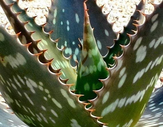 Aloe saponaria clorofila maroc