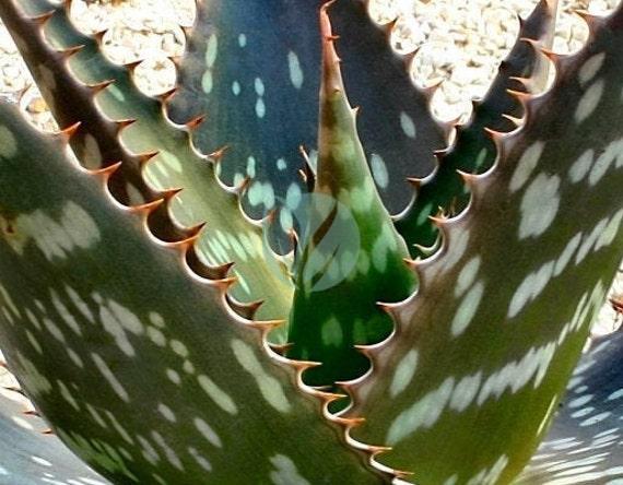 Aloe saponaria clorofila maroc